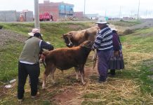 𝗖𝗔𝗠𝗣𝗔𝗡̃𝗔 𝗗𝗘 𝗩𝗔𝗖𝗨𝗡𝗔𝗖𝗜𝗢́𝗡, 𝗗𝗘𝗦𝗣𝗔𝗥𝗔𝗦𝗜𝗧𝗔𝗖𝗜𝗢́𝗡 𝗬 𝗖𝗢𝗠𝗣𝗟𝗘𝗠𝗘𝗡𝗧𝗢 𝗩𝗜𝗧𝗔𝗠𝗜́𝗡𝗜𝗖𝗢 𝗗𝗘 𝗩𝗔𝗖𝗨𝗡𝗢𝗦 𝗗𝗘 𝗖𝗔𝗥𝗡𝗘 𝗘𝗡 𝗣𝗜𝗟𝗖𝗨𝗬𝗢