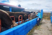 𝗘𝗙𝗘𝗖𝗧𝗜𝗩𝗢 𝗣𝗥𝗢𝗖𝗘𝗦𝗢 𝗗𝗘 𝗘𝗡𝗚𝗢𝗥𝗗𝗘 𝗘𝗡 𝗠𝗢́𝗗𝗨𝗟𝗢𝗦 𝗗𝗘𝗠𝗢𝗦𝗧𝗥𝗔𝗧𝗜𝗩𝗢𝗦 𝗗𝗘𝗟 𝗣𝗥𝗢𝗬𝗘𝗖𝗧𝗢 𝗩𝗔𝗖𝗨𝗡𝗢𝗦 𝗖𝗔𝗥𝗡𝗘