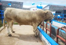 𝗣𝗥𝗢𝗗𝗨𝗖𝗧𝗢𝗥𝗘𝗦 𝗔𝗣𝗥𝗢𝗩𝗘𝗖𝗛𝗔𝗡 𝗔𝗟 𝗠𝗔́𝗫𝗜𝗠𝗢 𝗟𝗢𝗦 𝗠𝗢́𝗗𝗨𝗟𝗢𝗦 𝗗𝗘 𝗘𝗡𝗚𝗢𝗥𝗗𝗘 𝗗𝗘 𝗚𝗔𝗡𝗔𝗗𝗢 𝗩𝗔𝗖𝗨𝗡𝗢