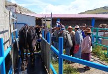 𝗘𝗙𝗜𝗖𝗔𝗭 𝗣𝗥𝗢𝗖𝗘𝗦𝗢 𝗗𝗘 𝗘𝗡𝗚𝗢𝗥𝗗𝗘 𝗗𝗘 𝗚𝗔𝗡𝗔𝗗𝗢 𝗩𝗔𝗖𝗨𝗡𝗢 𝗘𝗡 𝗤𝗨𝗜𝗟𝗖𝗔𝗣𝗨𝗡𝗖𝗨 – 𝗣𝗨𝗧𝗜𝗡𝗔