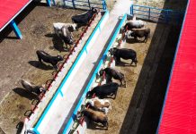 𝗠𝗢́𝗗𝗨𝗟𝗢 𝗗𝗘𝗠𝗢𝗦𝗧𝗥𝗔𝗧𝗜𝗩𝗢 𝗖𝗢𝗟𝗟𝗣𝗔𝗖𝗢𝗧𝗔𝗡̃𝗔, 𝗗𝗘𝗦𝗔𝗚𝗨𝗔𝗗𝗘𝗥𝗢 – 𝗖𝗛𝗨𝗖𝗨𝗜𝗧𝗢