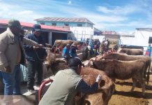 𝗣𝗥𝗢𝗗𝗨𝗖𝗧𝗢𝗥𝗘𝗦 𝗔𝗚𝗥𝗢𝗣𝗘𝗖𝗨𝗔𝗥𝗜𝗢𝗦 𝗔𝗣𝗥𝗢𝗩𝗘𝗖𝗛𝗔𝗡 𝗟𝗢𝗦 𝗠𝗢́𝗗𝗨𝗟𝗢𝗦 𝗗𝗘 𝗘𝗡𝗚𝗢𝗥𝗗𝗘 𝗗𝗘 𝗚𝗔𝗡𝗔𝗗𝗢 𝗩𝗔𝗖𝗨𝗡𝗢