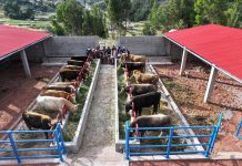 𝗖𝗢𝗠𝗣𝗥𝗢𝗕𝗔𝗗𝗢, 𝗠𝗢́𝗗𝗨𝗟𝗢𝗦 𝗗𝗘𝗠𝗢𝗦𝗧𝗥𝗔𝗧𝗜𝗩𝗢𝗦 𝗗𝗘 𝗘𝗡𝗚𝗢𝗥𝗗𝗘 𝗗𝗘 𝗚𝗔𝗡𝗔𝗗𝗢 𝗩𝗔𝗖𝗨𝗡𝗢 𝗦𝗢𝗡 𝗨𝗧𝗜𝗟𝗜𝗭𝗔𝗗𝗢𝗦 𝗘𝗡 𝗛𝗨𝗔𝗡𝗖𝗔𝗡𝗘́