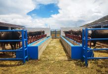 𝗠𝗢́𝗗𝗨𝗟𝗢𝗦 𝗗𝗘𝗠𝗢𝗦𝗧𝗥𝗔𝗧𝗜𝗩𝗢𝗦 𝗗𝗘 𝗘𝗡𝗚𝗢𝗥𝗗𝗘 𝗗𝗘 𝗚𝗔𝗡𝗔𝗗𝗢 𝗩𝗔𝗖𝗨𝗡𝗢 𝗦𝗢𝗡 𝗨𝗧𝗜𝗟𝗜𝗭𝗔𝗗𝗢𝗦 𝗣𝗥𝗢𝗩𝗘𝗖𝗛𝗢𝗦𝗔𝗠𝗘𝗡𝗧𝗘 𝗘𝗡 𝗟𝗔 𝗭𝗢𝗡𝗔 𝗦𝗨𝗥