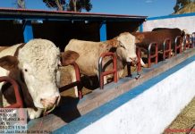 𝗘𝗡𝗚𝗢𝗥𝗗𝗘 𝗗𝗘 𝗚𝗔𝗡𝗔𝗗𝗢 𝗩𝗔𝗖𝗨𝗡𝗢 𝗨𝗡 𝗧𝗥𝗔𝗕𝗔𝗝𝗢 𝗗𝗘𝗗𝗜𝗖𝗔𝗗𝗢 𝗤𝗨𝗘 𝗗𝗔 𝗕𝗨𝗘𝗡𝗢𝗦 𝗥𝗘𝗦𝗨𝗟𝗧𝗔𝗗𝗢𝗦