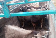 𝗣𝗥𝗢𝗬𝗘𝗖𝗧𝗢 𝗩𝗔𝗖𝗨𝗡𝗢𝗦 𝗖𝗔𝗥𝗡𝗘 – 𝗣𝗥𝗔𝗗𝗘𝗥𝗔 𝗥𝗘𝗔𝗟𝗜𝗭𝗔 𝗘𝗠𝗕𝗔𝗥𝗤𝗨𝗘 𝗗𝗘 𝗧𝗢𝗥𝗢𝗦 𝗘𝗡𝗚𝗢𝗥𝗗𝗔𝗗𝗢𝗦 𝗔𝗟 𝗖𝗔𝗠𝗔𝗟 𝗗𝗘 𝗟𝗜𝗠𝗔