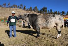 𝗧𝗢𝗥𝗢 𝗥𝗔𝗬𝗠𝗜 𝗩𝗜𝗟𝗤𝗨𝗘𝗖𝗛𝗜𝗖𝗢 𝟮𝟬𝟮𝟱, 𝗥𝗘𝗩𝗔𝗟𝗢𝗥𝗔 𝗘𝗟 𝗘𝗡𝗚𝗢𝗥𝗗𝗘 𝗗𝗘 𝗚𝗔𝗡𝗔𝗗𝗢 𝗩𝗔𝗖𝗨𝗡𝗢 𝗟𝗢𝗖𝗔𝗟