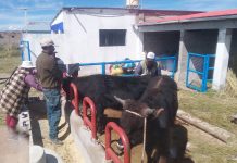 𝗚𝗢𝗕𝗜𝗘𝗥𝗡𝗢 𝗥𝗘𝗚𝗜𝗢𝗡𝗔𝗟 𝗗𝗘 𝗣𝗨𝗡𝗢 𝗕𝗥𝗜𝗡𝗗𝗔 𝗔𝗦𝗜𝗦𝗧𝗘𝗡𝗖𝗜𝗔 𝗧𝗘́𝗖𝗡𝗜𝗖𝗔 𝗚𝗥𝗔𝗧𝗨𝗜𝗧𝗔 𝗘𝗡 𝗦𝗔𝗡𝗜𝗗𝗔𝗗 𝗔𝗡𝗜𝗠𝗔𝗟 𝗘𝗡 𝗣𝗜𝗟𝗖𝗨𝗬𝗢