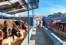 𝗨𝗦𝗢 𝗘𝗙𝗜𝗖𝗜𝗘𝗡𝗧𝗘 𝗗𝗘 𝗠𝗢́𝗗𝗨𝗟𝗢𝗦 𝗗𝗘𝗠𝗢𝗦𝗧𝗥𝗔𝗧𝗜𝗩𝗢𝗦 𝗜𝗠𝗣𝗨𝗟𝗦𝗔 𝗘𝗟 𝗘𝗡𝗚𝗢𝗥𝗗𝗘 𝗗𝗘 𝗚𝗔𝗡𝗔𝗗𝗢 𝗩𝗔𝗖𝗨𝗡𝗢