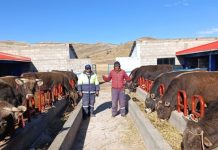 𝐀𝐒𝐎𝐂𝐈𝐀𝐂𝐈𝐎𝐍𝐄𝐒 𝐃𝐄𝐋 𝐏𝐑𝐎𝐘𝐄𝐂𝐓𝐎 𝐕𝐀𝐂𝐔𝐍𝐎𝐒 𝐂𝐀𝐑𝐍𝐄 𝐂𝐎𝐍𝐓𝐈𝐍𝐔́𝐀𝐍 𝐂𝐎𝐍 𝐈𝐍𝐓𝐄𝐑𝐍𝐀𝐌𝐈𝐄𝐍𝐓𝐎 𝐃𝐄 𝐓𝐎𝐑𝐎𝐒 𝐐𝐔𝐄 𝐈𝐍𝐆𝐑𝐄𝐒𝐀𝐍 𝐀𝐋 𝐏𝐑𝐎𝐂𝐄𝐒𝐎 𝐃𝐄 𝐄𝐍𝐆𝐎𝐑𝐃𝐄