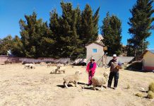 𝗣𝗥𝗢𝗬𝗘𝗖𝗧𝗢 𝗢𝗩𝗜𝗡𝗢𝗦 𝗡𝗢𝗥𝗧𝗘 𝗜𝗡𝗜𝗖𝗜𝗔 𝗦𝗘𝗟𝗘𝗖𝗖𝗜𝗢́𝗡 𝗗𝗘 𝗩𝗜𝗘𝗡𝗧𝗥𝗘𝗦 𝗣𝗔𝗥𝗔 𝗜𝗡𝗦𝗘𝗠𝗜𝗡𝗔𝗖𝗜𝗢́𝗡 𝗔𝗥𝗧𝗜𝗙𝗜𝗖𝗜𝗔𝗟 𝗔 𝗧𝗜𝗠𝗣𝗢 𝗙𝗜𝗝𝗢