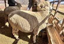 𝗖𝗢𝗥𝗥𝗜𝗘𝗗𝗔𝗟𝗘: 𝗥𝗘𝗦𝗜𝗦𝗧𝗘𝗡𝗖𝗜𝗔, 𝗙𝗘𝗥𝗧𝗜𝗟𝗜𝗗𝗔𝗗 𝗬 𝗕𝗨𝗘𝗡 𝗥𝗘𝗡𝗗𝗜𝗠𝗜𝗘𝗡𝗧𝗢 𝗖𝗔́𝗥𝗡𝗜𝗖𝗢 𝗘𝗡 𝗨𝗡𝗔 𝗦𝗢𝗟𝗔 𝗥𝗔𝗭𝗔