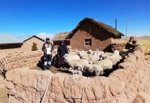 𝗢𝗩𝗜𝗡𝗢𝗦 𝗡𝗢𝗥𝗧𝗘 𝗩𝗘𝗥𝗜𝗙𝗜𝗖𝗔 𝗖𝗢𝗡𝗗𝗜𝗖𝗜𝗢𝗡𝗘𝗦 𝗣𝗔𝗥𝗔 𝗜𝗡𝗦𝗘𝗠𝗜𝗡𝗔𝗖𝗜𝗢́𝗡 𝗔𝗥𝗧𝗜𝗙𝗜𝗖𝗜𝗔𝗟 𝗘𝗡 𝗔𝗭𝗔́𝗡𝗚𝗔𝗥𝗢