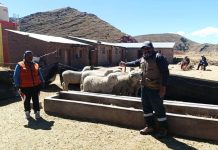 𝗟𝗔𝗠𝗣𝗔, 𝗣𝗨𝗧𝗜𝗡𝗔 𝗬 𝗔𝗭𝗔́𝗡𝗚𝗔𝗥𝗢: 𝗔𝗩𝗔𝗡𝗭𝗔 𝗟𝗔 𝗩𝗘𝗥𝗜𝗙𝗜𝗖𝗔𝗖𝗜𝗢́𝗡 𝗧𝗘́𝗖𝗡𝗜𝗖𝗔 𝗣𝗔𝗥𝗔 𝗟𝗔 𝗠𝗘𝗝𝗢𝗥𝗔 𝗚𝗘𝗡𝗘́𝗧𝗜𝗖𝗔 𝗢𝗩𝗜𝗡𝗔