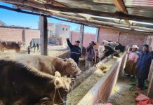 𝐈𝐌𝐏𝐔𝐋𝐒𝐀𝐌𝐎𝐒 𝐄𝐋 𝐃𝐄𝐒𝐀𝐑𝐑𝐎𝐋𝐋𝐎 𝐆𝐀𝐍𝐀𝐃𝐄𝐑𝐎 𝐂𝐎𝐍 𝐀𝐂𝐎𝐌𝐏𝐀𝐍̃𝐀𝐌𝐈𝐄𝐍𝐓𝐎 𝐓𝐄́𝐂𝐍𝐈𝐂𝐎