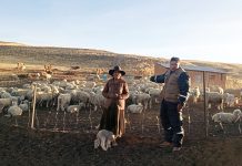 𝗟𝗔𝗠𝗣𝗔, 𝗣𝗨𝗧𝗜𝗡𝗔 𝗬 𝗛𝗨𝗔𝗡𝗖𝗔𝗡𝗘́ 𝗦𝗘 𝗣𝗥𝗘𝗣𝗔𝗥𝗔𝗡 𝗣𝗔𝗥𝗔 𝗠𝗘𝗝𝗢𝗥𝗔𝗠𝗜𝗘𝗡𝗧𝗢 𝗚𝗘𝗡𝗘́𝗧𝗜𝗖𝗢 𝗢𝗩𝗜𝗡𝗢