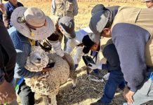 𝗟𝗔𝗠𝗣𝗔: 𝗥𝗨𝗠𝗕𝗢 𝗔𝗟 𝗠𝗘𝗝𝗢𝗥𝗔𝗠𝗜𝗘𝗡𝗧𝗢 𝗚𝗘𝗡𝗘́𝗧𝗜𝗖𝗢 𝗢𝗩𝗜𝗡𝗢, 𝗦𝗘𝗟𝗘𝗖𝗖𝗜𝗢́𝗡 𝗗𝗘 𝗩𝗜𝗘𝗡𝗧𝗥𝗘𝗦 𝗣𝗔𝗥𝗔 𝗜𝗔𝗧𝗙