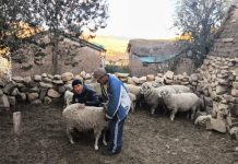 𝗥𝗔𝗭𝗔 𝗖𝗢𝗥𝗥𝗜𝗘𝗗𝗔𝗟𝗘 𝗬 𝗦𝗘𝗟𝗘𝗖𝗖𝗜𝗢́𝗡 𝗗𝗘 𝗩𝗜𝗘𝗡𝗧𝗥𝗘𝗦: 𝗕𝗔𝗦𝗘 𝗗𝗘𝗟 𝗠𝗘𝗝𝗢𝗥𝗔𝗠𝗜𝗘𝗡𝗧𝗢 𝗚𝗘𝗡𝗘́𝗧𝗜𝗖𝗢 𝗘𝗡 𝗣𝗨𝗡𝗢