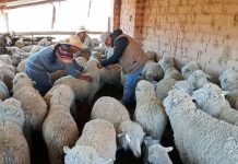 𝗔𝗦𝗢𝗖𝗜𝗔𝗖𝗜𝗢𝗡𝗘𝗦 𝗗𝗘 𝗠𝗘𝗟𝗚𝗔𝗥, 𝗣𝗨𝗧𝗜𝗡𝗔, 𝗔𝗭𝗔́𝗡𝗚𝗔𝗥𝗢, 𝗛𝗨𝗔𝗡𝗖𝗔𝗡𝗘́, 𝗠𝗢𝗛𝗢 𝗬 𝗟𝗔𝗠𝗣𝗔 𝗔𝗣𝗨𝗘𝗦𝗧𝗔𝗡 𝗣𝗢𝗥 𝗟𝗔 𝗚𝗘𝗡𝗘́𝗧𝗜𝗖𝗔 𝗢𝗩𝗜𝗡𝗔