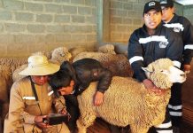 𝗢𝗩𝗜𝗡𝗢𝗦 𝗡𝗢𝗥𝗧𝗘: 𝗠𝗨𝗬 𝗣𝗥𝗢𝗡𝗧𝗢 𝗦𝗘 𝗜𝗡𝗜𝗖𝗜𝗔𝗥𝗔́ 𝗖𝗢𝗡 𝗟𝗔 𝗖𝗔𝗠𝗣𝗔𝗡̃𝗔 𝗗𝗘 𝗜𝗡𝗦𝗘𝗠𝗜𝗡𝗔𝗖𝗜𝗢́𝗡 𝗔𝗥𝗧𝗜𝗙𝗜𝗖𝗜𝗔𝗟 𝗔 𝗧𝗜𝗘𝗠𝗣𝗢 𝗙𝗜𝗝𝗢