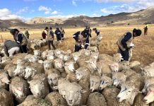 𝗟𝗔𝗡𝗭𝗔𝗠𝗜𝗘𝗡𝗧𝗢 𝗗𝗘 𝗟𝗔 𝗚𝗥𝗔𝗡 𝗖𝗔𝗠𝗣𝗔𝗡̃𝗔 𝗗𝗘 𝗗𝗘𝗦𝗣𝗔𝗥𝗔𝗦𝗜𝗧𝗔𝗖𝗜𝗢́𝗡: 𝗠𝗔́𝗦 𝗗𝗘 𝟭𝟱𝟬 𝗠𝗜𝗟 𝗢𝗩𝗜𝗡𝗢𝗦 𝗦𝗘𝗥𝗔́𝗡 𝗔𝗧𝗘𝗡𝗗𝗜𝗗𝗢𝗦 𝗘𝗡 𝟲 𝗣𝗥𝗢𝗩𝗜𝗡𝗖𝗜𝗔𝗦