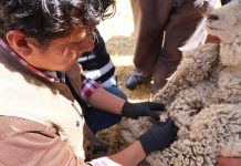 𝗩𝗔𝗦𝗘𝗖𝗧𝗢𝗠𝗜́𝗔 𝗢𝗩𝗜𝗡𝗔, 𝗔𝗟𝗜𝗔𝗗𝗔 𝗘𝗦𝗧𝗥𝗔𝗧𝗘́𝗚𝗜𝗖𝗔 𝗘𝗡 𝗟𝗔 𝗖𝗔𝗠𝗣𝗔𝗡̃𝗔 𝗗𝗘 𝗜𝗡𝗦𝗘𝗠𝗜𝗡𝗔𝗖𝗜𝗢́𝗡 𝗔𝗥𝗧𝗜𝗙𝗜𝗖𝗜𝗔𝗟 𝗔 𝗧𝗜𝗘𝗠𝗣𝗢 𝗙𝗜𝗝𝗢