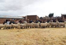 𝗢𝗩𝗜𝗡𝗢𝗦 𝗡𝗢𝗥𝗧𝗘: 𝗜𝗡𝗧𝗘𝗥𝗡𝗔𝗠𝗜𝗘𝗡𝗧𝗢 𝗗𝗘 𝟭𝟬 𝗠𝗔𝗖𝗛𝗢𝗦 𝗥𝗘𝗣𝗥𝗢𝗗𝗨𝗖𝗧𝗢𝗥𝗘𝗦 𝗡𝗔𝗖𝗜𝗢𝗡𝗔𝗟𝗘𝗦 𝗗𝗘 𝗣𝗔𝗗𝗥𝗘𝗦 𝗜𝗠𝗣𝗢𝗥𝗧𝗔𝗗𝗢𝗦