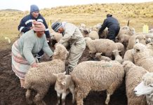 𝗖𝗢𝗡𝗧𝗜𝗡𝗨́𝗔 𝗟𝗔 𝗚𝗥𝗔𝗡 𝗖𝗔𝗠𝗣𝗔𝗡̃𝗔 𝗗𝗘 𝗗𝗘𝗦𝗣𝗔𝗥𝗔𝗦𝗜𝗧𝗔𝗖𝗜𝗢́𝗡 𝗢𝗩𝗜𝗡𝗔 𝗘𝗡 𝗡𝗨𝗡̃𝗢𝗔 – 𝗠𝗘𝗟𝗚𝗔𝗥