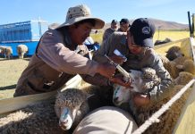 𝗢𝗩𝗜𝗡𝗢𝗦 𝗡𝗢𝗥𝗧𝗘: 𝗦𝗔𝗡𝗜𝗗𝗔𝗗 𝗔𝗡𝗜𝗠𝗔𝗟 𝗣𝗔𝗥𝗔 𝗨𝗡𝗔 𝗜𝗡𝗦𝗘𝗠𝗜𝗡𝗔𝗖𝗜𝗢́𝗡 𝗔𝗥𝗧𝗜𝗙𝗜𝗖𝗜𝗔𝗟 𝗘𝗙𝗘𝗖𝗧𝗜𝗩𝗔 𝗘𝗡 𝗢𝗥𝗨𝗥𝗜𝗟𝗟𝗢 – 𝗠𝗘𝗟𝗚𝗔𝗥