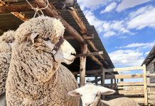 𝗦𝗜𝗡𝗖𝗥𝗢𝗡𝗜𝗭𝗔𝗖𝗜𝗢́𝗡 𝗗𝗘 𝗖𝗘𝗟𝗢: 𝗘𝗟 𝗣𝗨𝗡𝗧𝗢 𝗗𝗘 𝗣𝗔𝗥𝗧𝗜𝗗𝗔 𝗣𝗔𝗥𝗔 𝗨𝗡𝗔 𝗥𝗘𝗣𝗥𝗢𝗗𝗨𝗖𝗖𝗜𝗢́𝗡 𝗢𝗩𝗜𝗡𝗔 𝗘𝗙𝗜𝗖𝗜𝗘𝗡𝗧𝗘