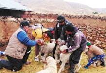 𝗢𝗩𝗜𝗡𝗢𝗦 𝗦𝗔𝗡𝗢𝗦 𝗬 𝗟𝗜𝗦𝗧𝗢𝗦 𝗣𝗔𝗥𝗔 𝗟𝗔 𝗠𝗘𝗝𝗢𝗥𝗔 𝗚𝗘𝗡𝗘́𝗧𝗜𝗖𝗔