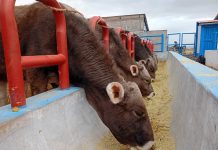 𝗛𝗨𝗔𝗖𝗨𝗟𝗟𝗔𝗡𝗜: 𝗔𝗟𝗜𝗠𝗘𝗡𝗧𝗢 𝗕𝗔𝗟𝗔𝗡𝗖𝗘𝗔𝗗𝗢 𝗣𝗔𝗥𝗔 𝗘𝗡𝗚𝗢𝗥𝗗𝗘 𝗗𝗘 𝗚𝗔𝗡𝗔𝗗𝗢 𝗩𝗔𝗖𝗨𝗡𝗢