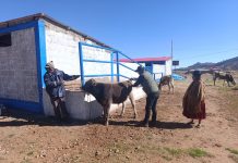 𝐅𝐎𝐑𝐓𝐀𝐋𝐄𝐂𝐄𝐌𝐎𝐒 𝐄𝐋 𝐂𝐔𝐈𝐃𝐀𝐃𝐎 𝐃𝐄𝐋 𝐆𝐀𝐍𝐀𝐃𝐎 𝐕𝐀𝐂𝐔𝐍𝐎 𝐂𝐎𝐍 𝐂𝐀𝐌𝐏𝐀Ñ𝐀 𝐃𝐄 𝐒𝐀𝐍𝐈𝐃𝐀𝐃 𝐀𝐍𝐈𝐌𝐀𝐋