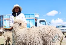 𝗜𝗡𝗜𝗖𝗜𝗔 𝗘𝗡 𝗢𝗥𝗨𝗥𝗜𝗟𝗟𝗢 𝗟𝗔 𝗖𝗔𝗠𝗣𝗔𝗡̃𝗔 𝗗𝗘 𝗦𝗜𝗡𝗖𝗥𝗢𝗡𝗜𝗭𝗔𝗖𝗜𝗢́𝗡 𝗗𝗘 𝗖𝗘𝗟𝗢 𝗣𝗔𝗥𝗔 𝗜𝗡𝗦𝗘𝗠𝗜𝗡𝗔𝗖𝗜𝗢́𝗡 𝗔𝗥𝗧𝗜𝗙𝗜𝗖𝗜𝗔𝗟 𝗢𝗩𝗜𝗡𝗔