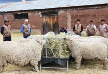 𝗜𝗠𝗣𝗢𝗥𝗧𝗔𝗡𝗖𝗜𝗔 𝗗𝗘 𝗟𝗔 𝗜𝗡𝗦𝗘𝗠𝗜𝗡𝗔𝗖𝗜𝗢́𝗡 𝗔𝗥𝗧𝗜𝗙𝗜𝗖𝗜𝗔𝗟 𝗔 𝗧𝗜𝗘𝗠𝗣𝗢 𝗙𝗜𝗝𝗢 𝗘𝗡 𝗢𝗩𝗜𝗡𝗢𝗦