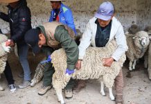 𝗦𝗔𝗡 𝗔𝗡𝗧𝗢𝗡𝗜𝗢 𝗗𝗘 𝗣𝗨𝗧𝗜𝗡𝗔 𝗦𝗘 𝗦𝗨𝗠𝗔 𝗔𝗟 𝗠𝗘𝗝𝗢𝗥𝗔𝗠𝗜𝗘𝗡𝗧𝗢 𝗚𝗘𝗡𝗘́𝗧𝗜𝗖𝗢 𝗢𝗩𝗜𝗡𝗢