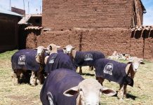 π ππππ’π¦ π₯ππ£π₯π’ππ¨ππ§π’π₯ππ¦ ππ π£πππ₯ππ¦ ππ π£π’π₯π§πππ’π¦ – π£π₯π’π¬πππ§π’ π’π©ππ‘π’π¦ π‘π’π₯π§π – π£π₯ππππ₯π