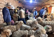 𝗜𝗡𝗦𝗘𝗠𝗜𝗡𝗔𝗖𝗜𝗢́𝗡 𝗔𝗥𝗧𝗜𝗙𝗜𝗖𝗜𝗔𝗟 𝗖𝗢𝗡 𝗖𝗔𝗟𝗜𝗗𝗔𝗗 𝗚𝗔𝗥𝗔𝗡𝗧𝗜𝗭𝗔𝗗𝗔: 𝟭𝟬𝟬% 𝗗𝗘 𝗖𝗢𝗟𝗘𝗖𝗧𝗔𝗦 𝗖𝗢𝗡 𝗥𝗘𝗩𝗜𝗦𝗜𝗢́𝗡 𝗠𝗜𝗖𝗥𝗢𝗦𝗖𝗢́𝗣𝗜𝗖𝗔